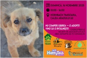 Colaj cu un cățel de adoptat și poster pentru târg de adopție
