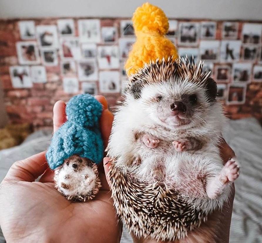 copie arici din lana