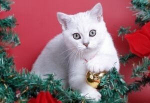 pisica in bradul de craciun