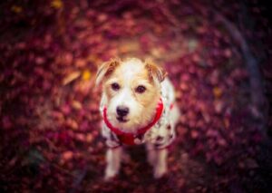 cum vad cainii lumea