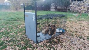 Câine capturat într-o cușcă capcană