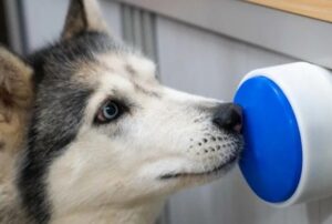 Un câine apasă un buton albastru cu nasul
