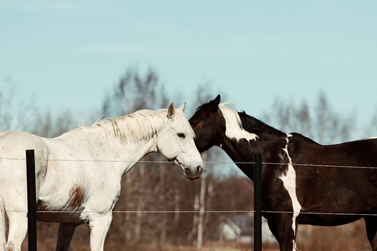 Doi cai într-un țarc