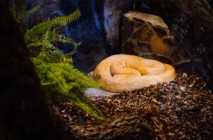 anaconda la gradina zoologica