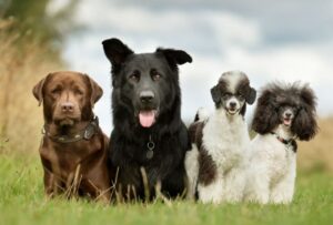 doua-rase-de-caini-care-ii-sperie-pe-medicii-veterinari