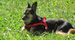 catelusa sta in iarba