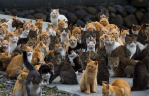 multe pisici vagaboande