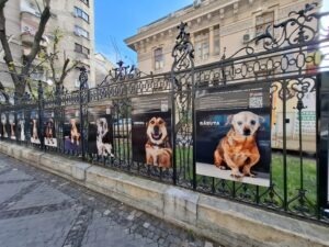 Imagini cu animale abuzate și salvate de ONG-uri