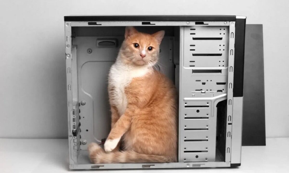 pisica si calculatoaele