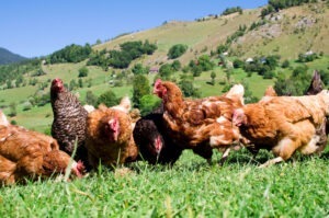 Găini pe un deal
