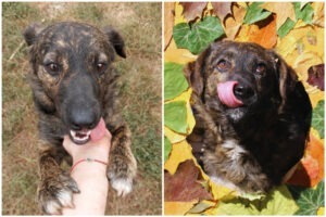 O cățelușă de la Happy tails