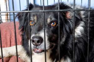 Câine închis într-un țarc