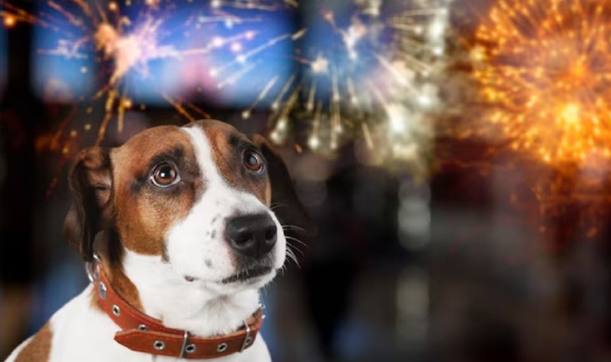 fara artificii de revelion pentru binele animalelor