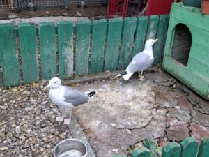 Doi pescăruși într-un țarc din Adăpostul Speranța