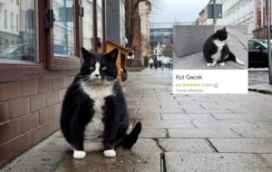 motanul dolofan gacek