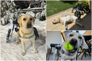 Colaj cu Kira pe roți