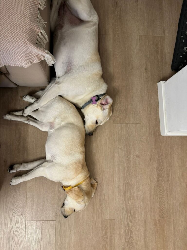 kira-pe-roti-si-shiva-cateluse-labrador---