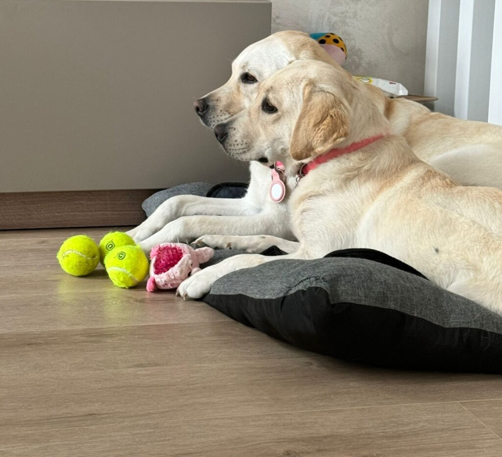 kira-pe-roti-si-shiva-cateluse-labrador