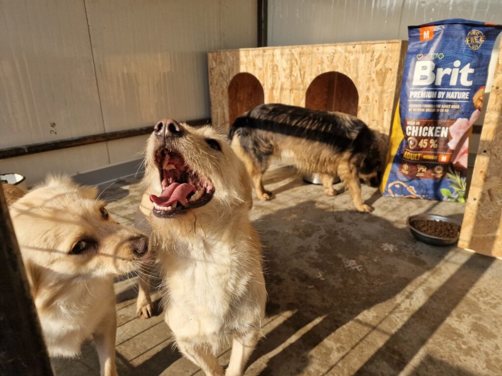 Doi câini într-un țarc