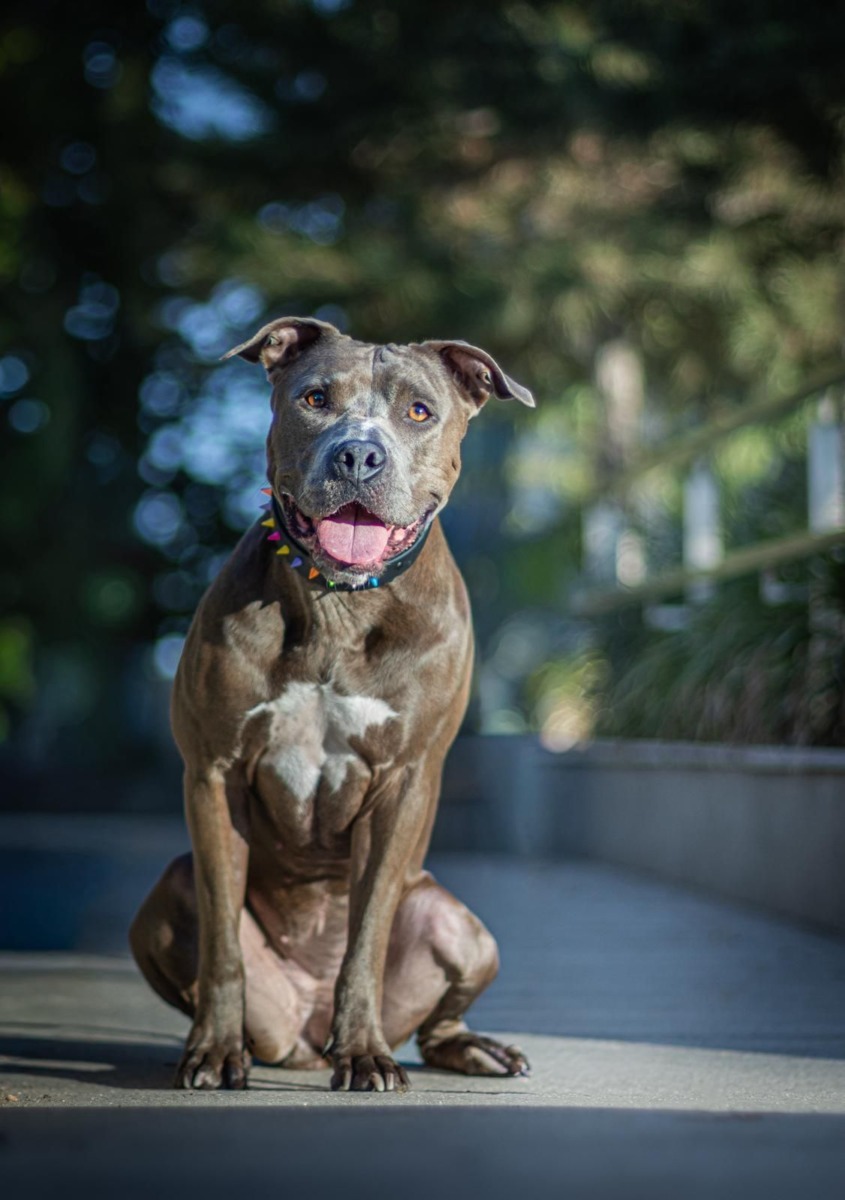 lady-azera-love-has-no-breed-beatrice-chirila (14)