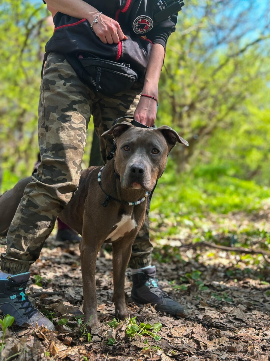 lady-azera-love-has-no-breed-beatrice-chirila (3)