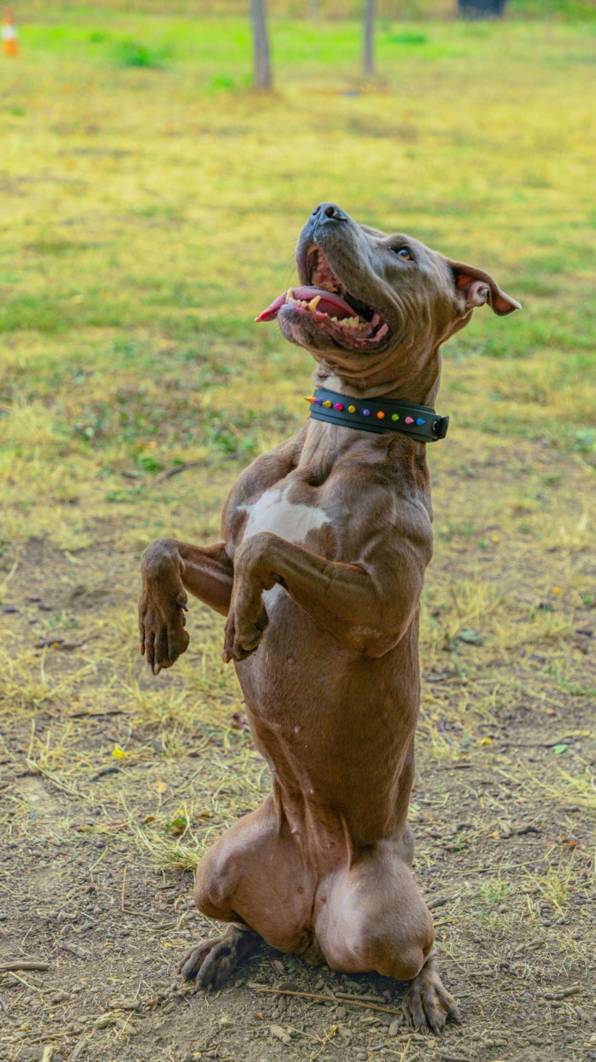 lady-azera-love-has-no-breed-beatrice-chirila (4)