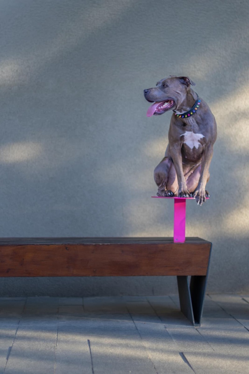 lady-azera-love-has-no-breed-beatrice-chirila (5)