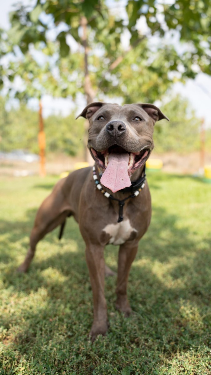 lady-azera-love-has-no-breed-beatrice-chirila (6)