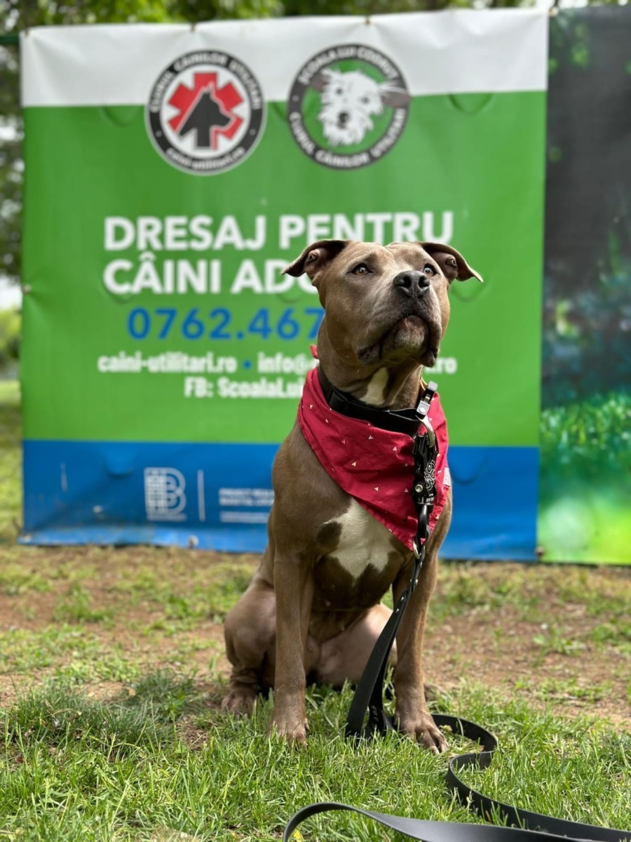 lady-azera-love-has-no-breed-beatrice-chirila (8)