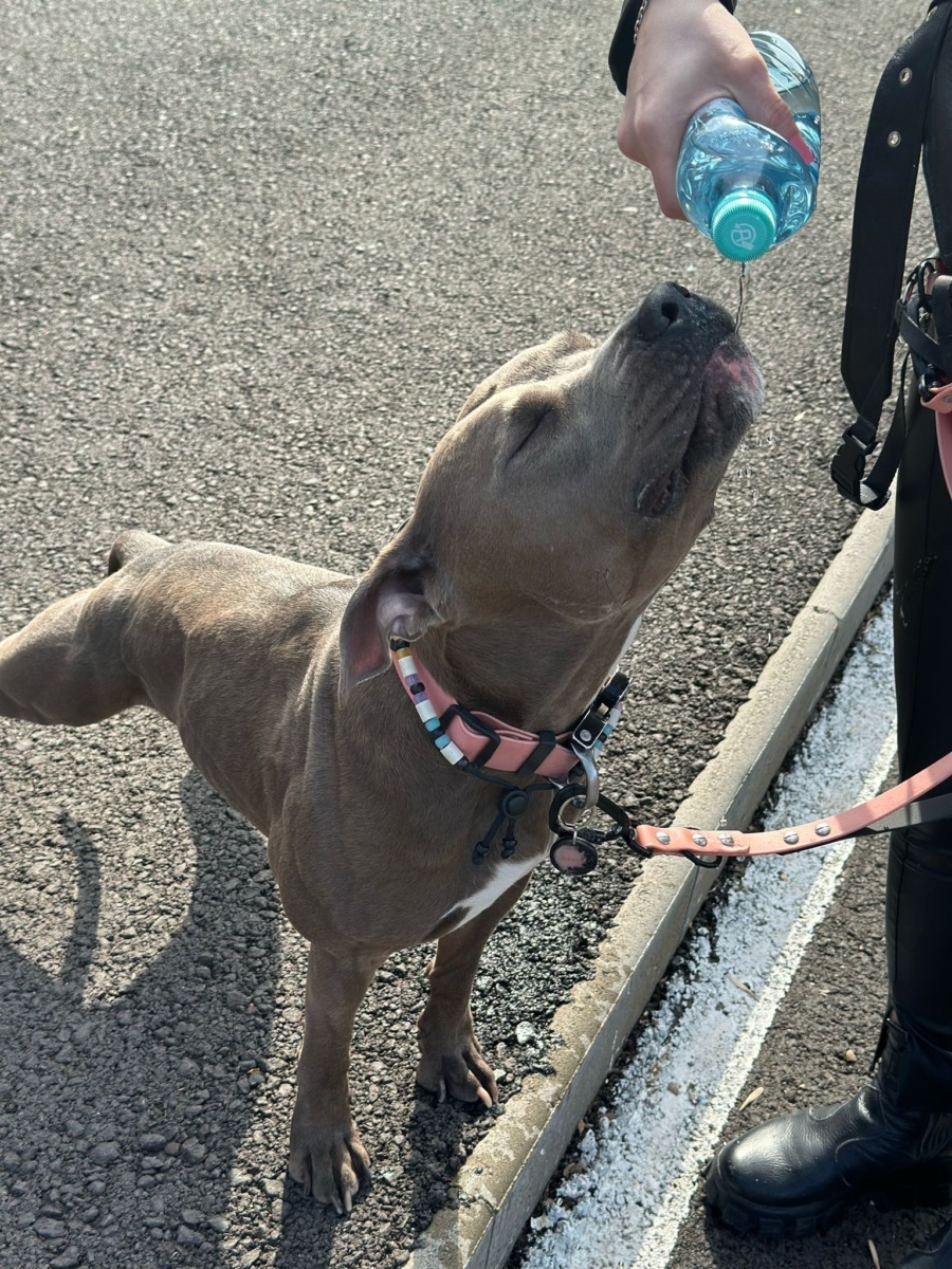 lady-azera-love-has-no-breed-beatrice-chirila (9)