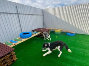 Loc de joacă pentru cățeii din adăpostul ASPA Mihăilești