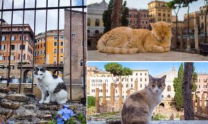 pisici in Roma