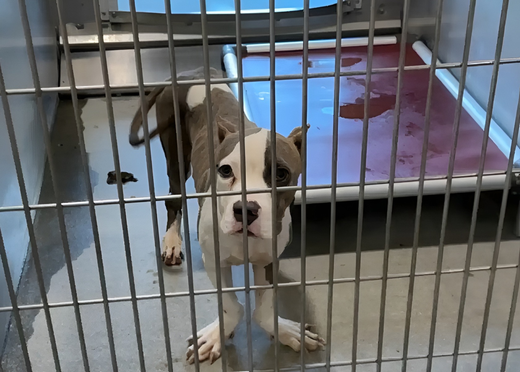 Câine cu malformație la picioare