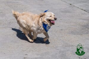 Mărțișor, un câine din Adăpostul speranța