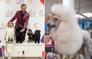 cel mai bun groomer din Franta