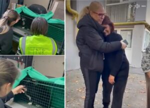 motan scos din blocul din Rahova