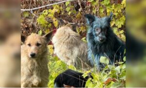 caini albastri la cernobil