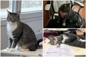 Colaj cu motanul Misu, la școală