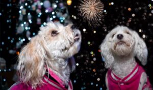 animale speriate de artificii