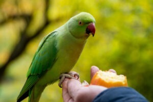 Un papagal verde, care stă pe mâna unui om, având în față un măr mușcat