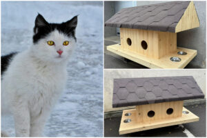 piaisca-comunitara-iarna-casute-pisici-colaj