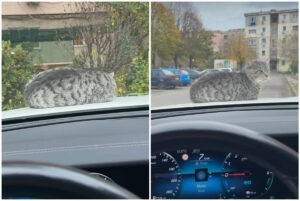 Colaj cu motanul aflat pe capota mașinii