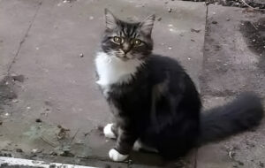 Pisică pe stradă