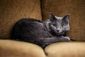 O pisică Albastru de Rusia