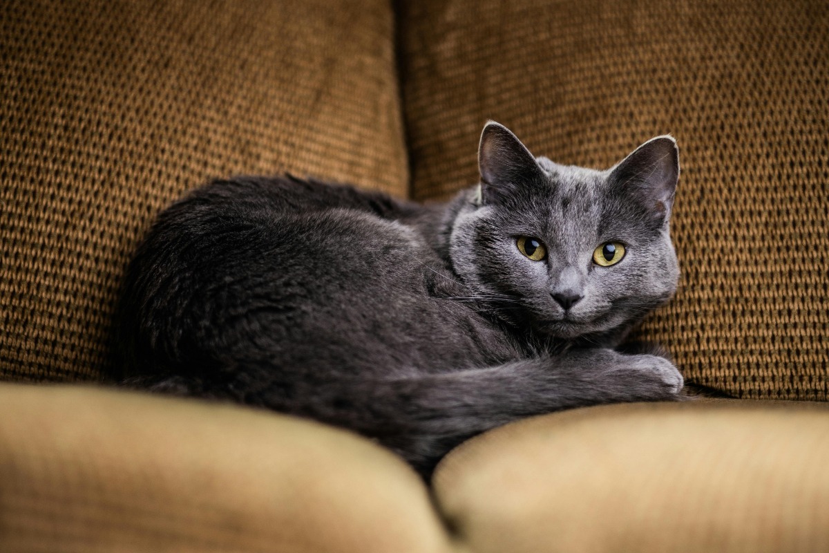 O pisică Albastru de Rusia