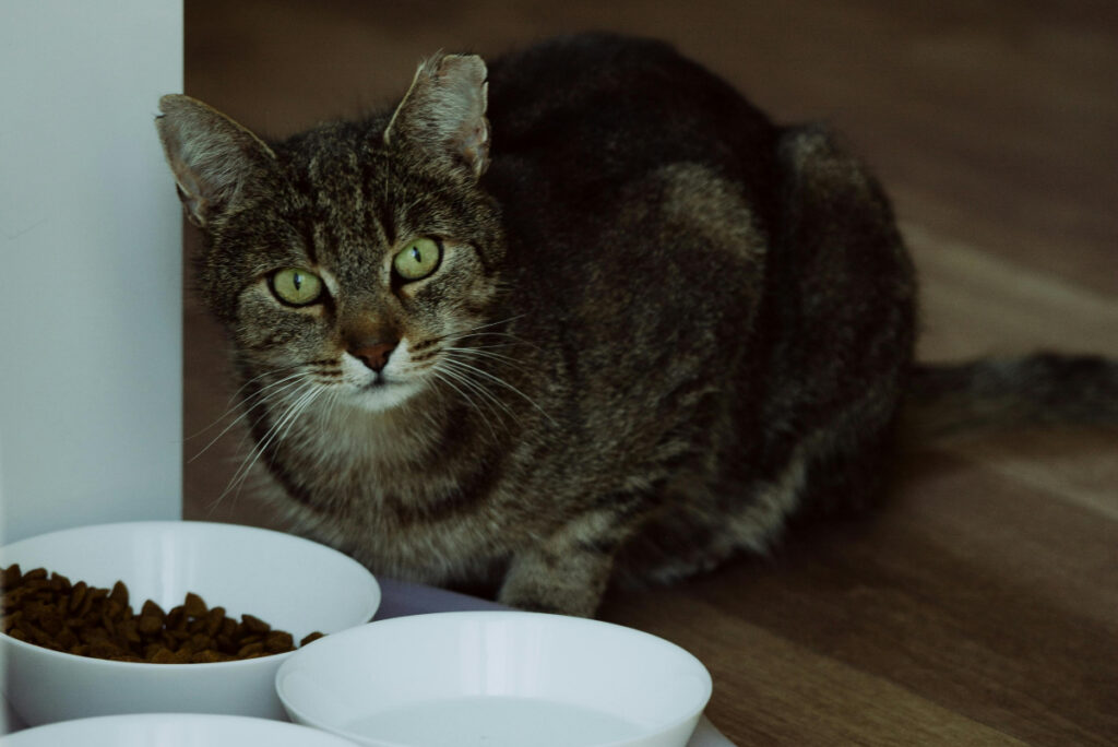 O pisică bătrână în fața unui bol cu bobițe