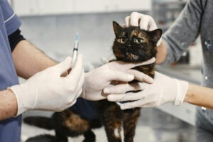O pisică neagră pe masa veterinarului