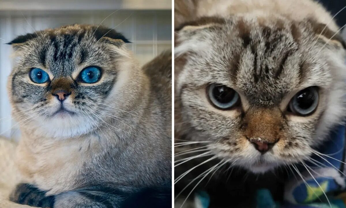 pisica de rasa abandonata