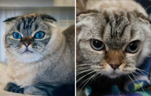 pisica de rasa abandonata