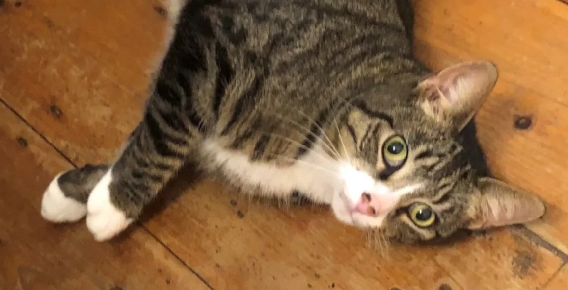 pisica tigrata